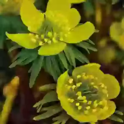 Eranthis